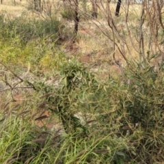 Glycine canescens at Uluru-Kata Tjuta - 10 May 2024