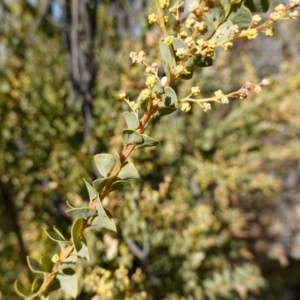 Acacia buxifolia subsp. buxifolia at suppressed by RobG1