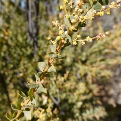 Acacia pravissima (Wedge-leaved Wattle, Ovens Wattle) at Namadgi National Park - 9 Aug 2023 by RobG1