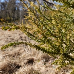 Acacia pravissima at Namadgi National Park - 9 Aug 2023 10:40 AM