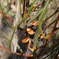 Hakea microcarpa (Small-fruit Hakea) at Namadgi National Park - 9 Aug 2023 by RobG1