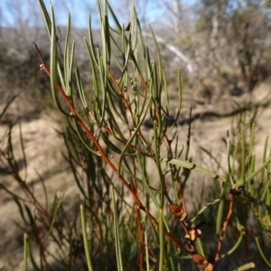 Hakea microcarpa at Namadgi National Park - 9 Aug 2023