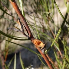 Hakea microcarpa at Namadgi National Park - 9 Aug 2023