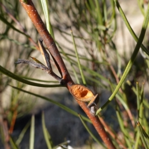 Hakea microcarpa at Namadgi National Park - 9 Aug 2023