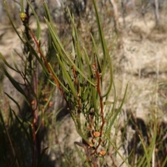 Hakea microcarpa at Namadgi National Park - 9 Aug 2023 10:52 AM