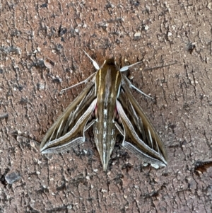 Hippotion celerio (Vine Hawk Moth) at Birrigai by jac
