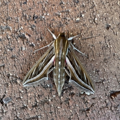 Hippotion celerio (Vine Hawk Moth) at Kambah, ACT - 16 Apr 2024 by jac