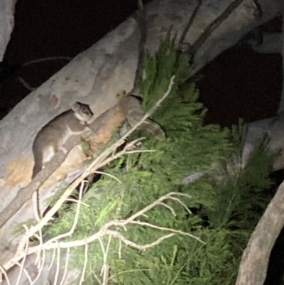 Pseudocheirus peregrinus (Common Ringtail Possum) at Bruce Ridge to Gossan Hill - 2 Jun 2024 by JohnGiacon