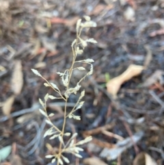 Eragrostis cilianensis at Page, ACT - 28 May 2024 by JohnGiacon