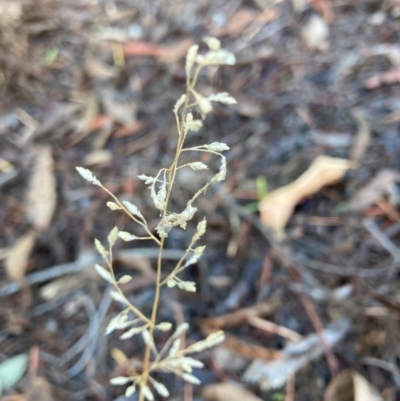 Eragrostis sp. (A Lovegrass) at Page, ACT - 28 May 2024 by JohnGiacon