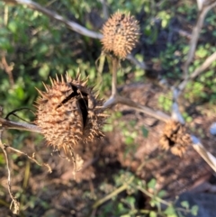 Datura stramonium (Common Thornapple) at Belconnen, ACT - 31 May 2024 by JohnGiacon