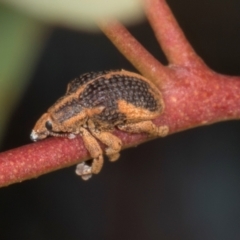 Gonipterus sp. (genus) (Eucalyptus Weevil) at Amaroo, ACT - 24 May 2024 by AlisonMilton