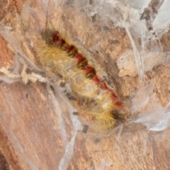 Trichiocercus sparshalli (Sparshall's Moth) at Amaroo, ACT - 24 May 2024 by AlisonMilton