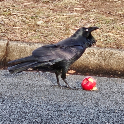 Corvus coronoides (Australian Raven) at Narrabundah, ACT - 3 Jun 2024 by MatthewFrawley