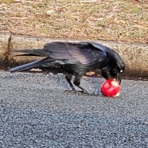 Corvus coronoides at Narrabundah, ACT - 3 Jun 2024