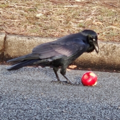 Corvus coronoides at Narrabundah, ACT - 3 Jun 2024