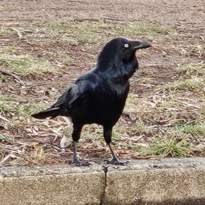 Corvus coronoides at Narrabundah, ACT - 3 Jun 2024