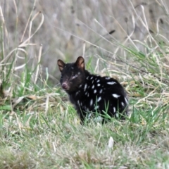 Dasyurus viverrinus (Eastern Quoll) at Throsby, ACT - 3 Jun 2024 by davidcunninghamwildlife