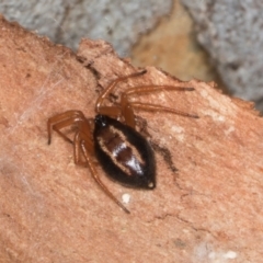 Euryopis umbilicata (Striped tick spider) at Yerrabi Pond - 24 May 2024 by AlisonMilton