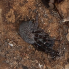 Badumna (genus) (Lattice-web spider) at Yerrabi Pond - 24 May 2024 by AlisonMilton