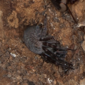 Badumna sp. (genus) at Yerrabi Pond - 24 May 2024