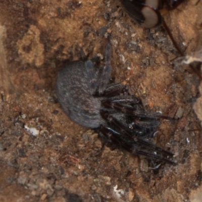 Badumna sp. (genus) (Lattice-web spider) at Gungahlin, ACT - 24 May 2024 by AlisonMilton