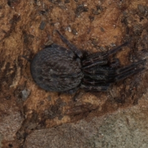 Badumna sp. (genus) at Yerrabi Pond - 24 May 2024