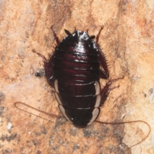 Drymaplaneta communis (Eastern Wood Runner, Common Shining Cockroach) at Yerrabi Pond by AlisonMilton