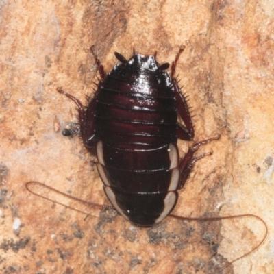 Drymaplaneta communis (Eastern Wood Runner, Common Shining Cockroach) at Gungahlin, ACT - 24 May 2024 by AlisonMilton