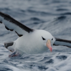 Thalassarche melanophris (Black-browed Albatross) at Undefined - 1 Jun 2024 by regeraghty