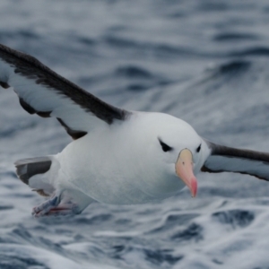 Thalassarche melanophris (Black-browed Albatross) at Undefined by regeraghty
