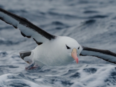 Thalassarche melanophris (Black-browed Albatross) at Undefined - 1 Jun 2024 by regeraghty