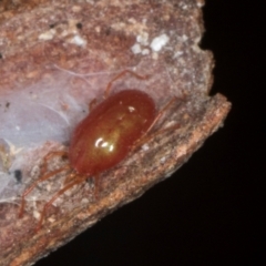 Rainbowia sp. (genus) (A mite) at Yerrabi Pond - 24 May 2024 by AlisonMilton