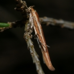 Stathmopoda chalcotypa (Concealer moth) at WendyM's farm at Freshwater Ck. - 26 May 2024 by WendyEM