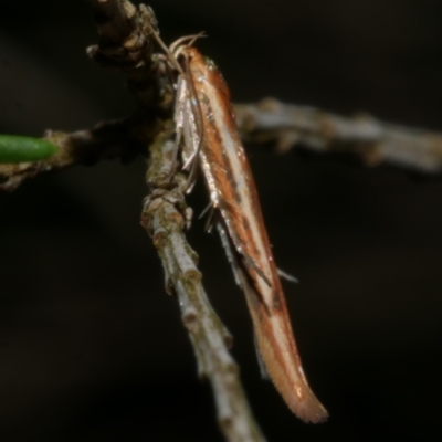 Stathmopoda chalcotypa (Concealer moth) at WendyM's farm at Freshwater Ck. - 26 May 2024 by WendyEM