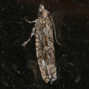 Holocola (genus) at WendyM's farm at Freshwater Ck. - 30 May 2024 10:28 PM
