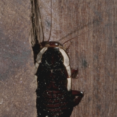 Drymaplaneta communis (Eastern Wood Runner, Common Shining Cockroach) at WendyM's farm at Freshwater Ck. - 30 May 2024 by WendyEM