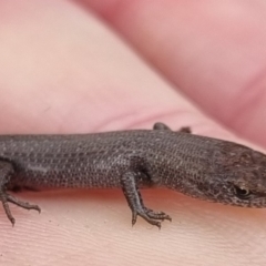 Lampropholis guichenoti (Common Garden Skink) at Bungendore, NSW - 1 Jun 2024 by clarehoneydove