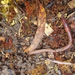 Oligochaeta (class) (Unidentified earthworm) at QPRC LGA - 1 Jun 2024 by clarehoneydove