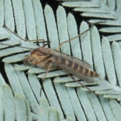 Unidentified Stonefly (Plecoptera) at Amaroo, ACT - 24 May 2024 by AlisonMilton