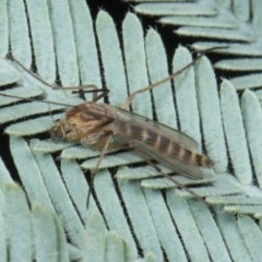 Chironomidae (family) (Non-biting Midge) at Yerrabi Pond - 24 May 2024 by AlisonMilton