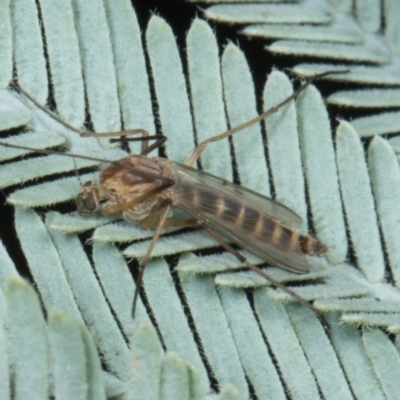 Chironomidae (family) (Non-biting Midge) at Yerrabi Pond - 24 May 2024 by AlisonMilton