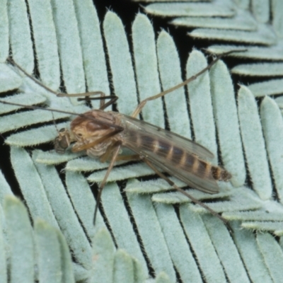 Chironomidae (family) (Non-biting Midge) at Amaroo, ACT - 24 May 2024 by AlisonMilton