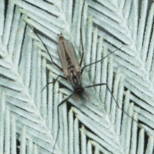 Chironomidae (family) at Yerrabi Pond - 24 May 2024