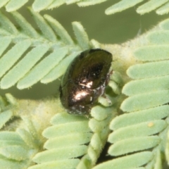 Unidentified Leaf beetle (Chrysomelidae) at Amaroo, ACT - 24 May 2024 by AlisonMilton