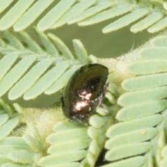 Ditropidus sp. (genus) at Amaroo, ACT - 24 May 2024