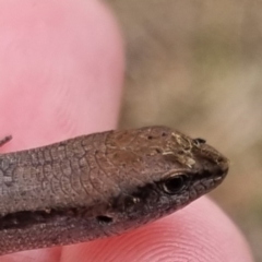 Lampropholis guichenoti (Common Garden Skink) at Bungendore, NSW - 1 Jun 2024 by clarehoneydove