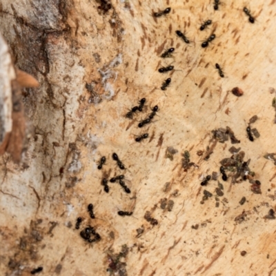 Ochetellus sp. (Unidentified Ochetellus ant) at Amaroo, ACT - 24 May 2024 by AlisonMilton