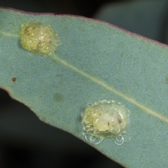 Glycaspis sp. (genus) (Unidentified sugary lerp) at Gungahlin, ACT - 24 May 2024 by AlisonMilton