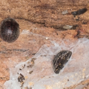 Trachymela sp. (genus) (Brown button beetle) at Gungahlin, ACT by AlisonMilton